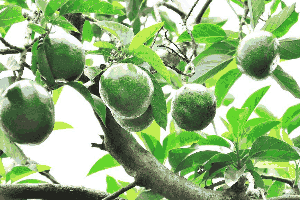 牛油果树盆栽会结果吗,怎么种植才结果(牛油果树盆栽会结果吗)